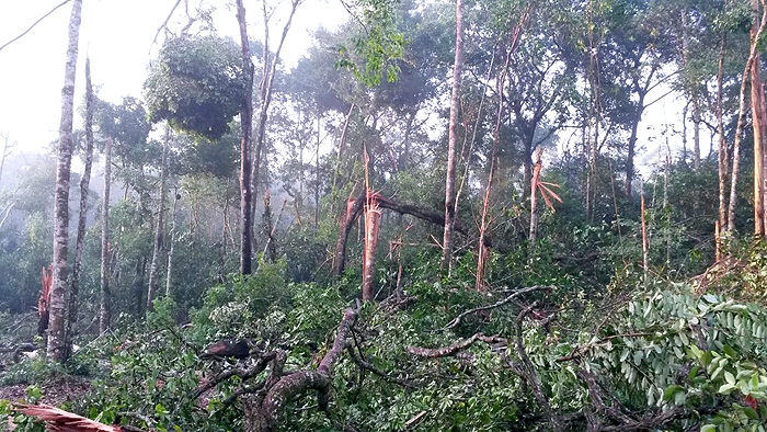 Chuva Forte Granizo Causa Estragos Na Planta O De Soja Pr Ximo De