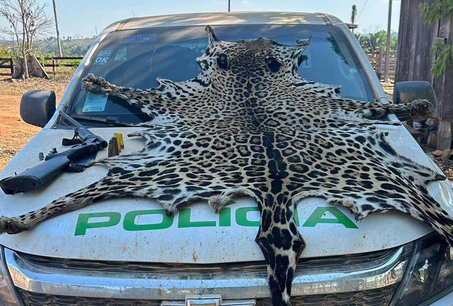 Polícia ambiental apreende espingarda e pele de onça pintada em Mato