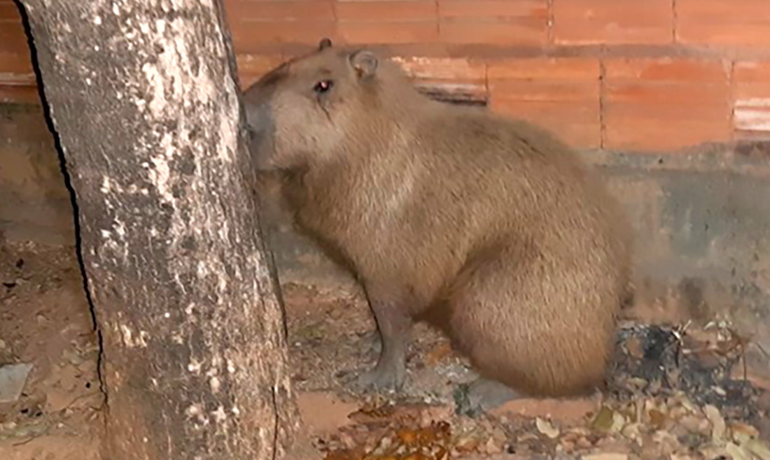 Capivara é capturada em avenida no Nortão Só Notícias