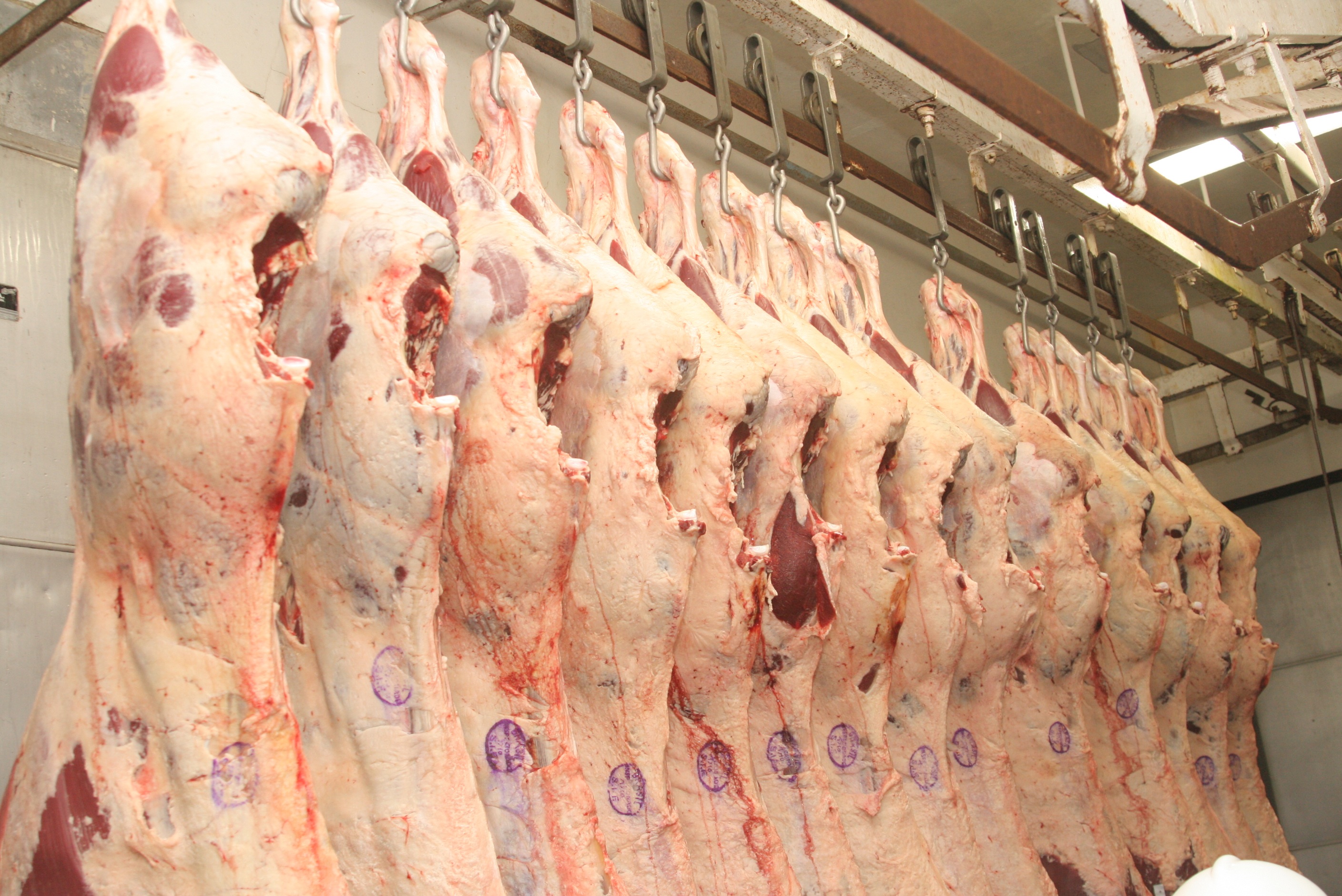 Nova instrução normativa melhora processos de inspeção de abate de