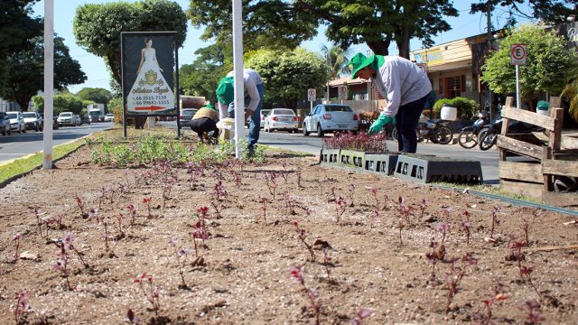 Sinop melhora paisagismo urbano com mais de 300 mil mudas flores