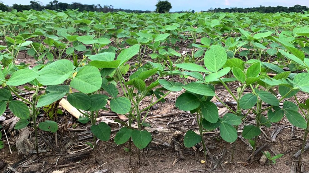 Clima chuvoso prejudicou safra de café no Paraná; plantio de soja