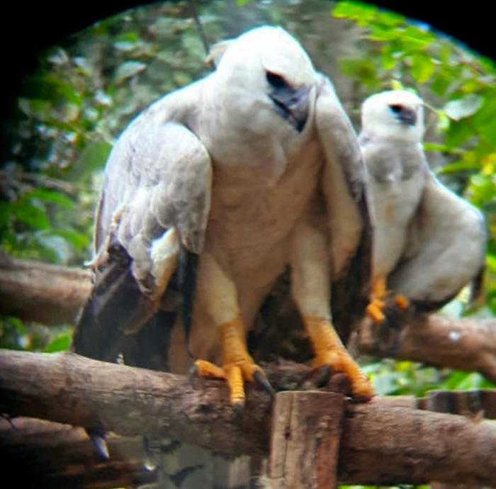 As melhores trilhas em Colniza, Mato Grosso (Brasil)