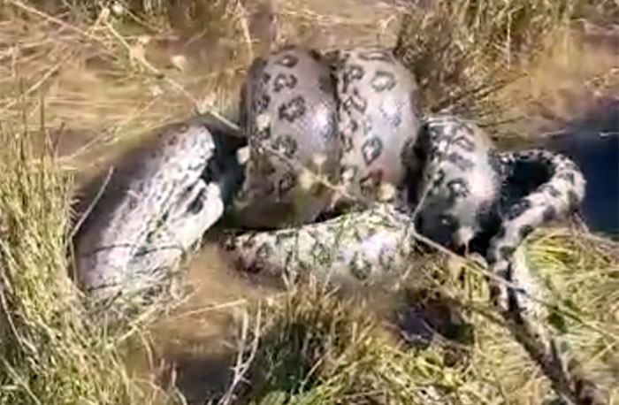 Morador flagra cobra 'pescando' em SC - Sulinfoco