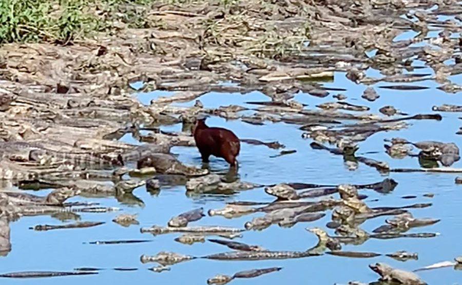 VÍDEO explica por que capivaras de Mato Grosso do Sul se acham demais