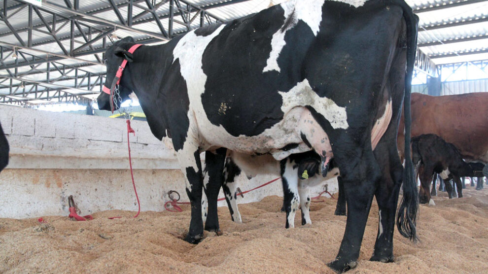 Produc%CC%A7a%CC%83o leite vacas leiteras Mato Grosso dezembro 2021 assessoria