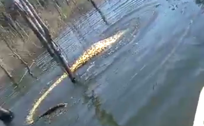 Morador flagra cobra 'pescando' em SC - Sulinfoco