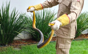 Cobra papa-pinto: veja o que fazer ao encontrar a serpente - NSC Total